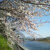 多摩川桜百景　－0. はじめに－