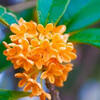 osmanthus