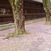 木のもとに汁も膾も桜かな