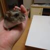 ダイエット成功？