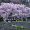 桜あれこれ