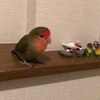 コザクラインコって♪