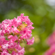 ULTRON 75mm F1.9 SC VM をもう少し