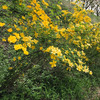 秩父・羊山公園　芝桜の丘