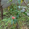 庭の桃