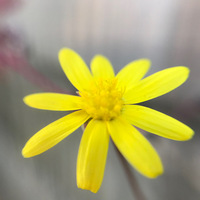 ルビーネックレスの花は黄色い菊の花に似ている。