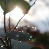 きらきらと雨露ひかる