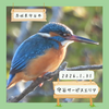 守谷サービスエリア（守谷市）｜カワセミ、ジョウビタキなど 【1月】