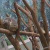 《鹿児島旅行》鹿児島市平川動物公園に行ったよ