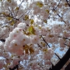 心を癒す桜の通り抜け！！