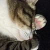 ぐっすり眠る猫ちゃん：保護猫日記。3歳5ヵ月（183週）