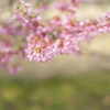 オカメという桜