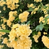 モッコウバラ（木香薔薇）〈230412〉Banksia rose