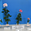 大阪ばら展２０２４　１日目