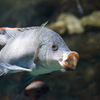 オレオクロミス・タンガニカエ Oreochromis tanganicae