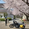 彼女と桜とバイク