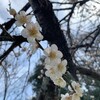 梅の花、きりん