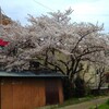 桜関係の小ネタを2題