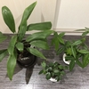 観葉植物の成長記録②