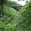 2020.06.20 黒羽城址公園のあじさい