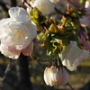 桜七変化（近江富士花緑公園）