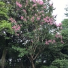 町田市立堂之坂公苑（南成瀬）の百日紅