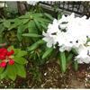斑入りワイルドオーツを地植えに／シャクナゲの赤花の蕾もほころびそう