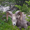 アメリカの氷河国立公園Glacier National Park を楽しむ（その１、Highline Trail）