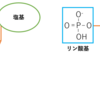 DNA・RNA ～構造の違い～