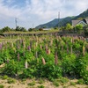 ピーマン、ズッキーニ、スイカ🍉植え付け