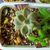 🌵多肉植物   秋の植え替え作業開始🌵