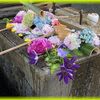 京の夏至の散歩 勝林寺毘沙門堂の花の手水鉢と双頭蓮