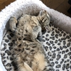 緊張感のない寝姿