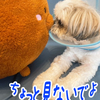 もっくんもしかして恋してます？