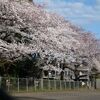 公園のサクラは見ごろ