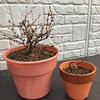 枯れかけの謎松 復活 ちび盆栽すくすく日記