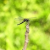 41　カマキリとコオロギ（「虫」の二つ付く虫）　（漢検準1級と1級に役立つよ）