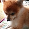 今日のわんこ