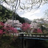 レッツ都幾川に桜を見に行くⅩ回目　～都幾川抜けて奥武蔵～