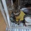 エル、乳腺腫瘍＜９８＞