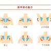 ガチガチ肩甲骨、そのまま放置は危険です⚠