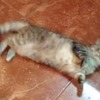 猫の流行はマタタビから合法オリーブでキメる時代にゃんてこったいな動画