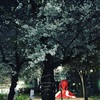桜とアンチエイジング