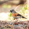 東高根森林公園で野鳥探し 2019-02-07