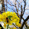 雑草だったりするけど、庭も花盛り。