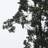 ヤシオウム Palm Cockatoo