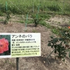 「マダム倶楽部」活動報告　私の心を写したような花が増えていた公園、祈りのバラと寂しげなアジサイ　6月6日（2019）