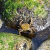 🦀堂ヶ島のトンボロで撮影した生き物です☺️
