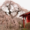 延命寺のしだれ桜・・