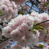 八重桜